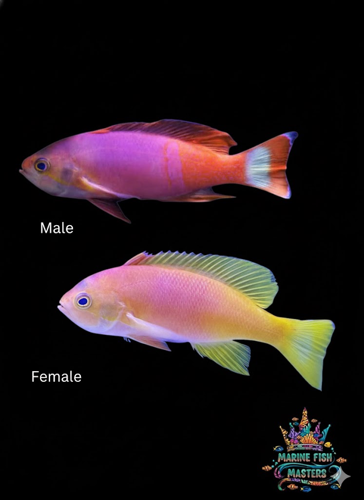 Pictilis Anthias Pair