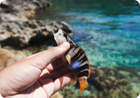 From the Reef — Expert Tips & Guides