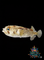 Puffer Fish
