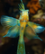 Butterfly Fishes