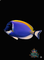 Tang & Surgeonfish