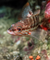 Saltwater Fish