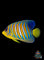 Angelfish