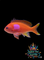 Anthias