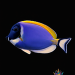 Tang & Surgeonfish