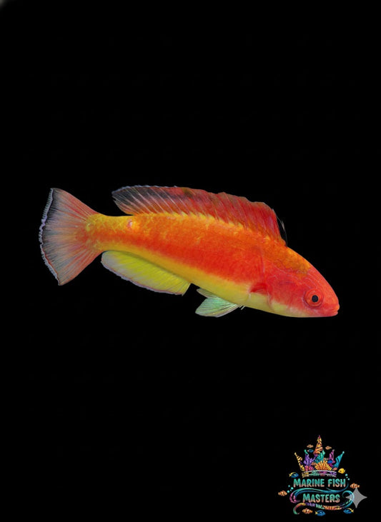 Hooded Flame Male Fairy Wrasse