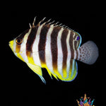 Angelfish
