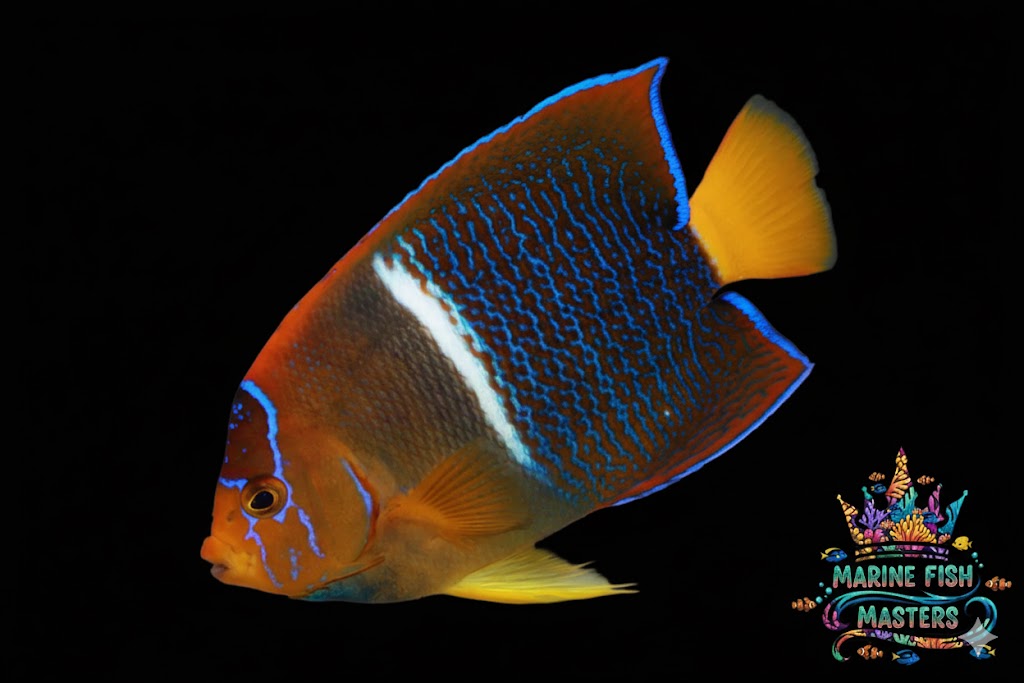 Passer Angelfish (King Angelfish)