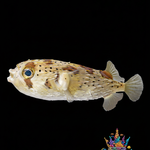 Puffer Fish