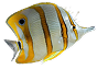 Butterfly Fishes