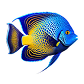Saltwater Fish