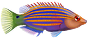 Wrasse Fishes