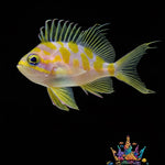 Anthias